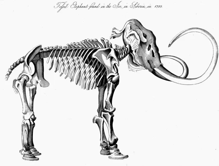 Framed Print : Woolly mammoth (Mammuthus) skeleton, 1830 Framed Print : Woolly mammoth (Mammuthus) skeleton, 1830