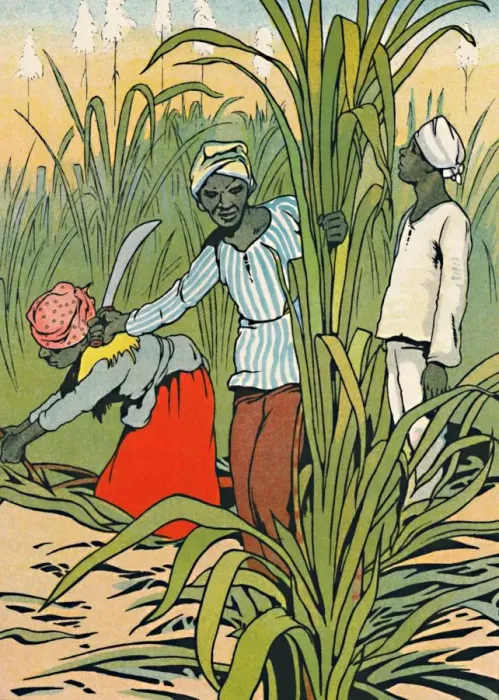 Framed Print : At Work Among The Sugar-Canes, 1912. Artist: Charles Robinson Framed Print : At Work Among The Sugar-Canes, 1912. Artist: Charles Robinson