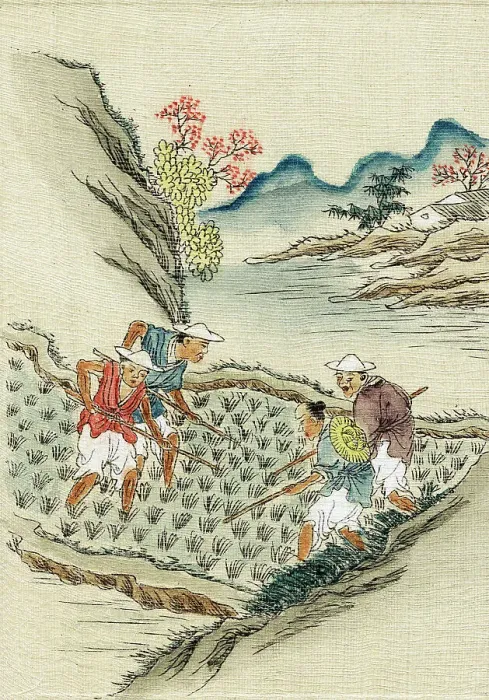 Framed Print : Workers cultivating rice in a paddy field, 19th century Framed Print : Workers cultivating rice in a paddy field, 19th century