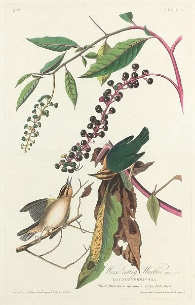Worm-eating Warbler, 1828. Creator: Robert Havell
