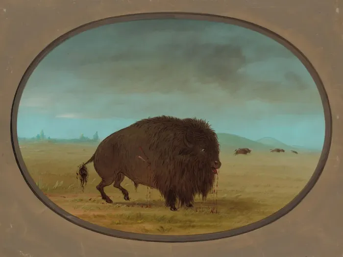 Framed Print : Wounded Buffalo Bull, 1861 / 1869. Creator: George Catlin Framed Print : Wounded Buffalo Bull, 1861 / 1869. Creator: George Catlin