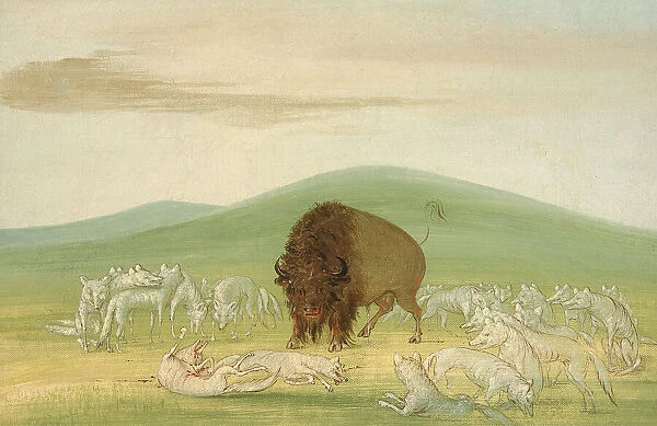 Wounded Buffalo Bull Surrounded by White Wolves, 1832-1833. Creator: George Catlin