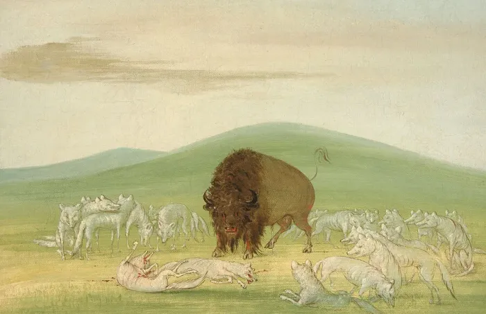 Framed Print : Wounded Buffalo Bull Surrounded by White Wolves, 1832-1833. Creator: George Catlin Framed Print : Wounded Buffalo Bull Surrounded by White Wolves, 1832-1833. Creator: George Catlin