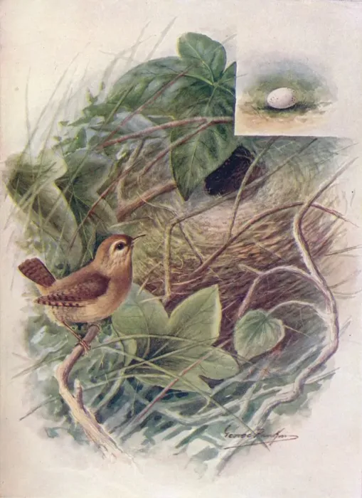 Framed Print : Wren - Troglod ytes par vulus, c1910, (1910). Artist: George James Rankin Framed Print : Wren - Troglod ytes par vulus, c1910, (1910). Artist: George James Rankin