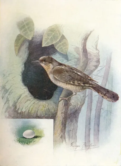 Framed Print : Wryneck - I ynx torquil la, c1910, (1910). Artist: George James Rankin Framed Print : Wryneck - I ynx torquil la, c1910, (1910). Artist: George James Rankin