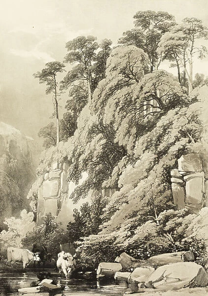 Wych Elm and Firs, from The Park and the Forest, 1841. Creator: James Duffield Harding