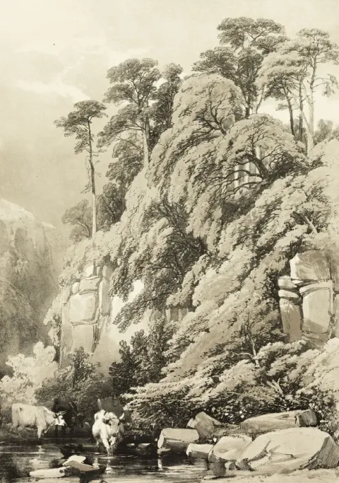 Framed Print : Wych Elm and Firs, from The Park and the Forest, 1841. Creator: James Duffield Harding Framed Print : Wych Elm and Firs, from The Park and the Forest, 1841. Creator: James Duffield Harding