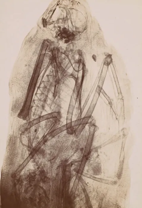 Framed Print : [X-Ray of the Mummy of a Raptor], 1896. Creator: Henri van Heurck