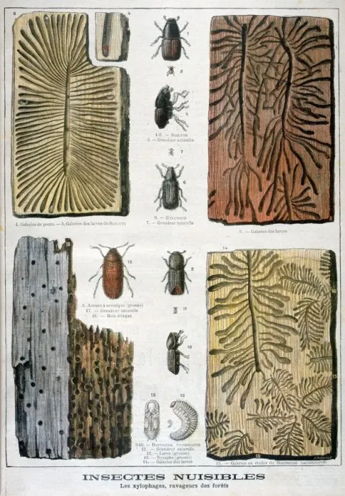 Framed Print : Xylophagous insects that are destructive to forests, 1897. Artist: F Meaulle Framed Print : Xylophagous insects that are destructive to forests, 1897. Artist: F Meaulle