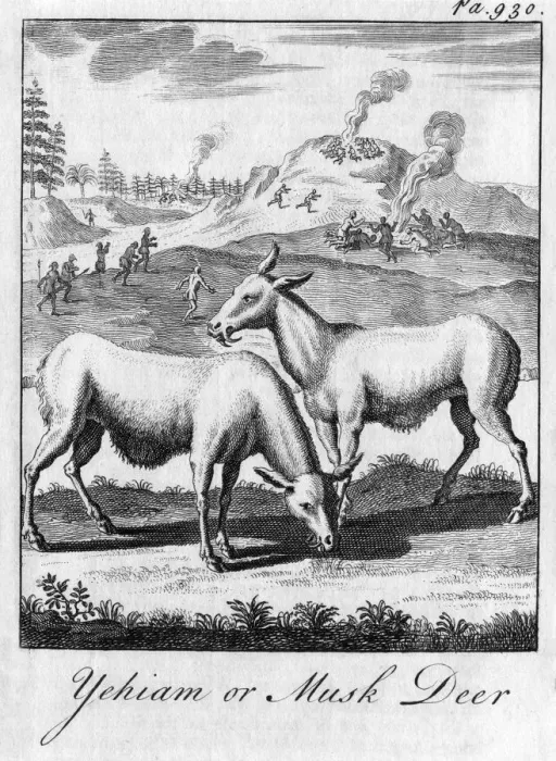 Framed Print : Yehiam or Musk Deer, c18th century Framed Print : Yehiam or Musk Deer, c18th century