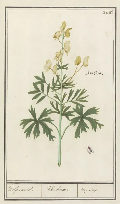 Framed Print : Yellow Aconite (Aconitum vulparia), 1596-1610. Creators: Anselmus de Boodt, Elias Verhulst