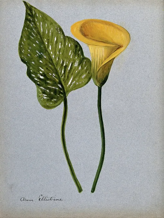 Framed Print : Yellow arum lily (Zantedeschia elliottiana): inflorescence and leaf Creator: Unknown Framed Print : Yellow arum lily (Zantedeschia elliottiana): inflorescence and leaf Creator: Unknown