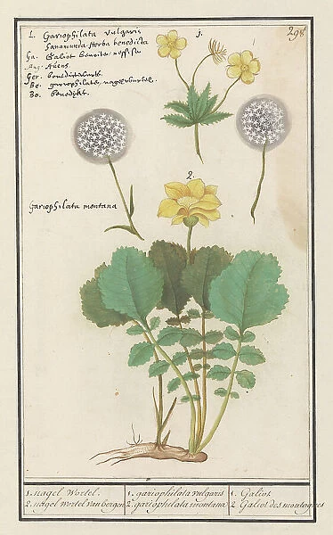 Yellow avens (Geum aleppicum) and Alpine yellow avens (Geum montanum), 1596-1610. Creators: Anselmus de Boodt, Elias Verhulst