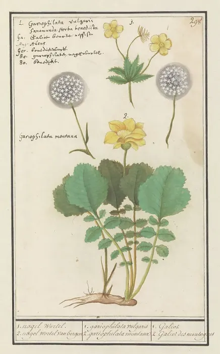 Framed Print : Yellow avens (Geum aleppicum) and Alpine yellow avens (Geum montanum), 1596-1610. Creators: Anselmus de Boodt, Elias Verhulst Framed Print : Yellow avens (Geum aleppicum) and Alpine yellow avens (Geum montanum), 1596-1610. Creators: Anselmus de Boodt, Elias Verhulst