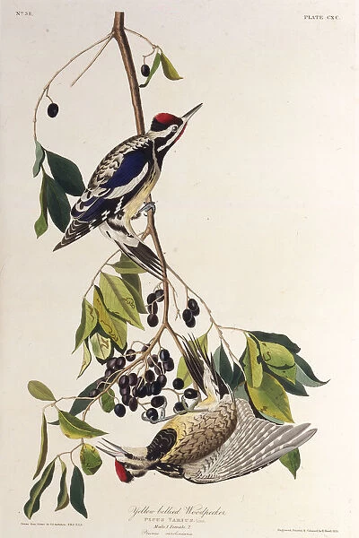 The yellow-bellied sapsucker. From The Birds of America, 1827-1838. Creator: Audubon
