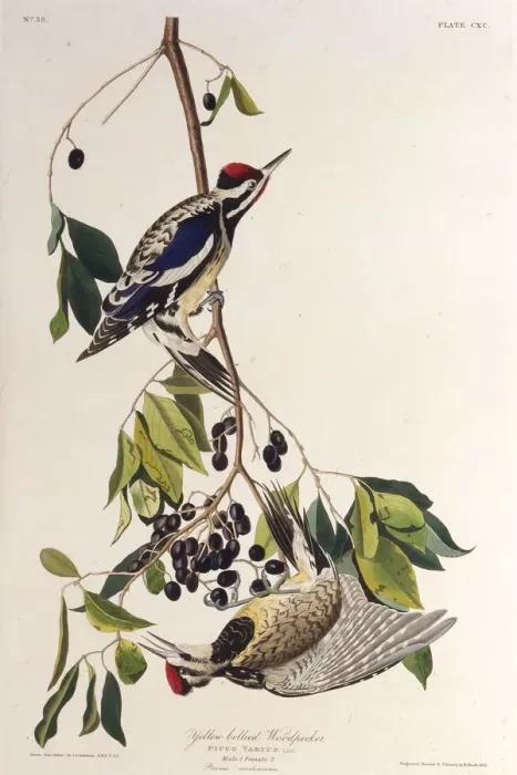 Framed Print : The yellow-bellied sapsucker. From The Birds of America, 1827-1838. Creator: Audubon Framed Print : The yellow-bellied sapsucker. From The Birds of America, 1827-1838. Creator: Audubon