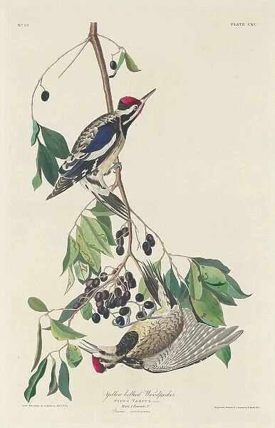 Yellow-bellied Woodpecker, 1834. Creator: Robert Havell