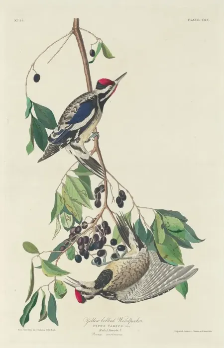 Framed Print : Yellow-bellied Woodpecker, 1834. Creator: Robert Havell Framed Print : Yellow-bellied Woodpecker, 1834. Creator: Robert Havell