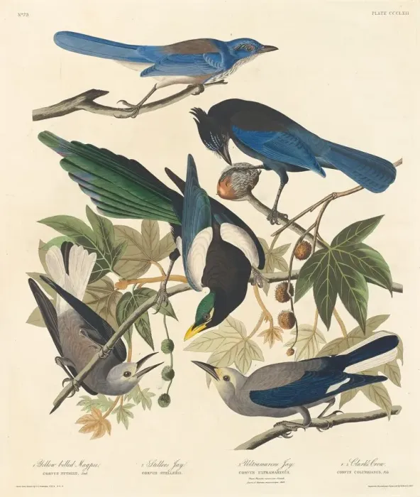 Framed Print : Yellow-billed Magpie, Stellers Jay, Ultramarine Jay and Clarks Crow, 1837 Framed Print : Yellow-billed Magpie, Stellers Jay, Ultramarine Jay and Clarks Crow, 1837