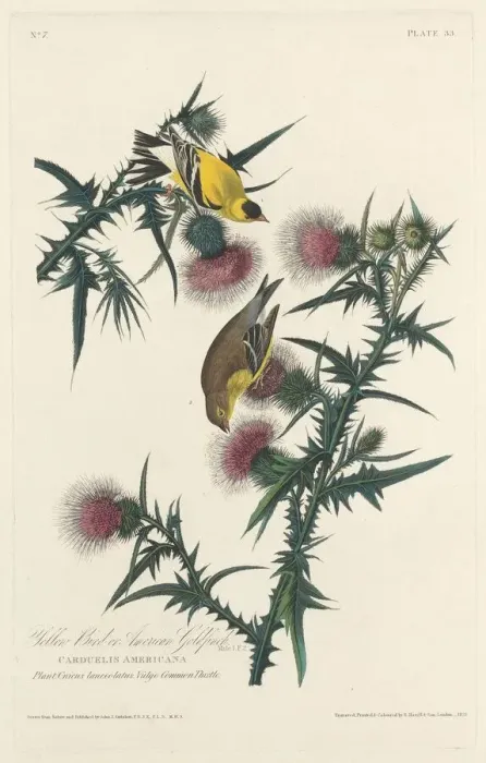Framed Print : Yellow Bird or American Goldfinch, 1828. Creator: Robert Havell Framed Print : Yellow Bird or American Goldfinch, 1828. Creator: Robert Havell