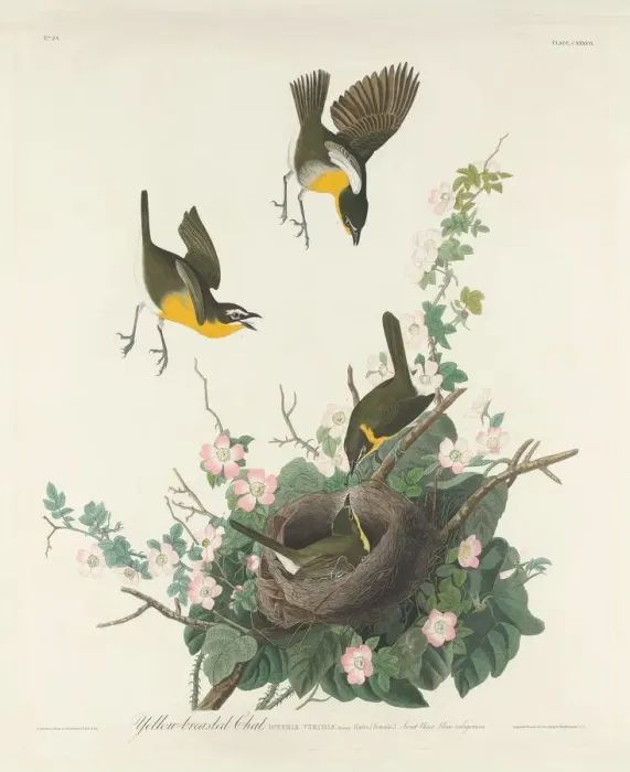 Framed Print : Yellow-breasted Chat, 1832. Creator: Robert Havell Framed Print : Yellow-breasted Chat, 1832. Creator: Robert Havell