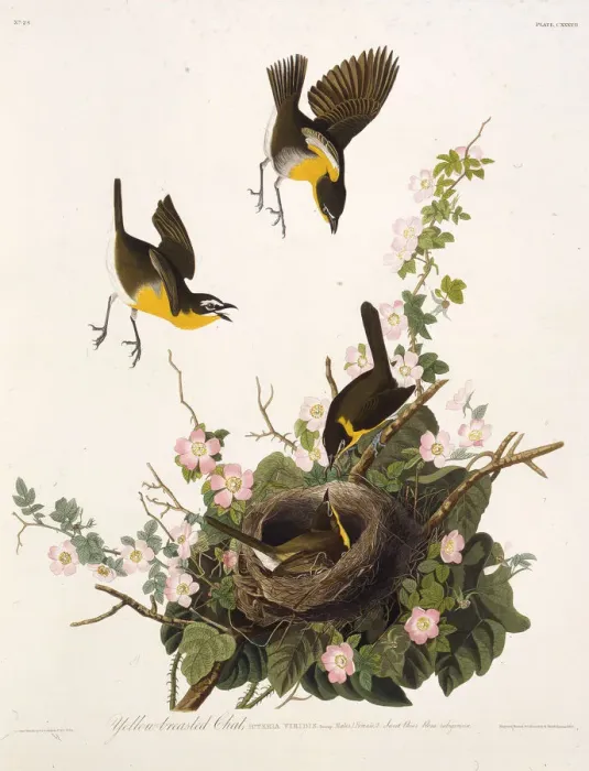 Framed Print : The yellow-breasted chat. From The Birds of America, 1827-1838. Creator: Audubon Framed Print : The yellow-breasted chat. From The Birds of America, 1827-1838. Creator: Audubon