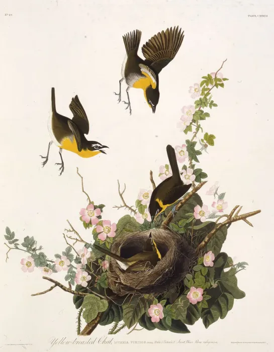 Framed Print : The yellow-breasted chat. From The Birds of America, 1827-1838. Creator: Audubon Framed Print : The yellow-breasted chat. From The Birds of America, 1827-1838. Creator: Audubon