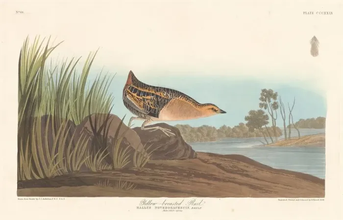Framed Print : Yellow-breasted Rail, 1836. Creator: Robert Havell Framed Print : Yellow-breasted Rail, 1836. Creator: Robert Havell
