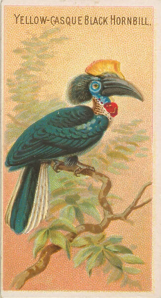 Yellow-Casque Black Hornbill, from the Birds of the Tropics series (N5) for Allen &