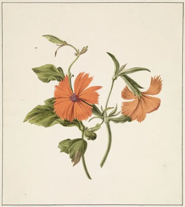 Framed Print : Yellow Chinese Rose (Rosa Chinensis Lutea), 1820. Creator: M. de Gijselaar Framed Print : Yellow Chinese Rose (Rosa Chinensis Lutea), 1820. Creator: M. de Gijselaar