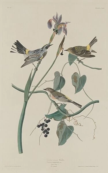 Yellow-crown Warbler, 1832. Creator: Robert Havell
