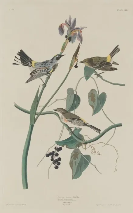 Framed Print : Yellow-crown Warbler, 1832. Creator: Robert Havell Framed Print : Yellow-crown Warbler, 1832. Creator: Robert Havell