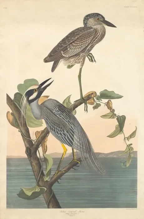Framed Print : Yellow-crowned Heron, 1836. Creator: Robert Havell Framed Print : Yellow-crowned Heron, 1836. Creator: Robert Havell