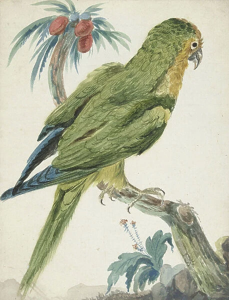 Yellow-fronted parakeet (Bolborhyuchus aurifrons), 1650-1719. Creator: Jan Weenix