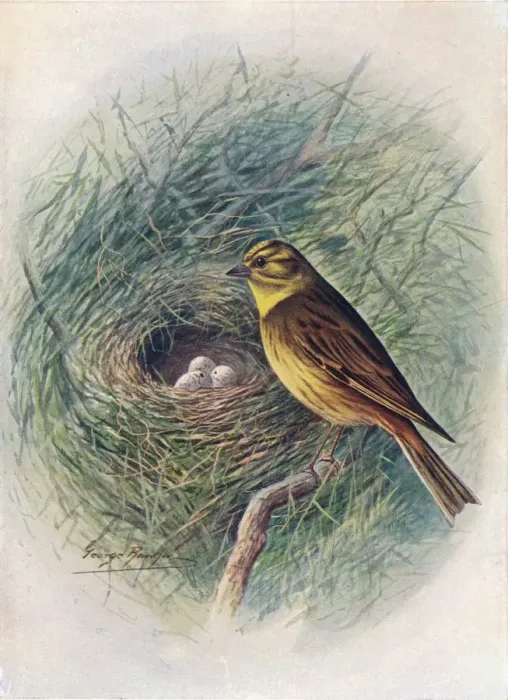 Framed Print : Yellow-Hammer or Yellow-Bunting - Emberi za citrinel la, c1910, (1910). Artist: George James Rankin Framed Print : Yellow-Hammer or Yellow-Bunting - Emberi za citrinel la, c1910, (1910). Artist: George James Rankin