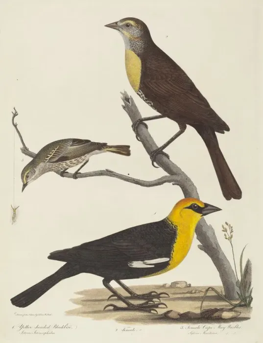 Framed Print : Yellow-headed Blackbird, Female Blackbird, and Female Cape May Warbler Framed Print : Yellow-headed Blackbird, Female Blackbird, and Female Cape May Warbler