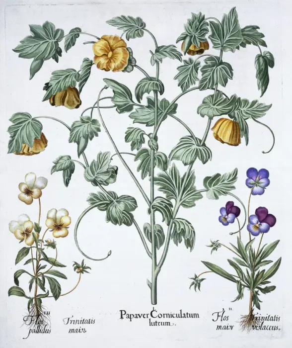 Framed Print : Yellow Horned Poppy, 1613 Framed Print : Yellow Horned Poppy, 1613