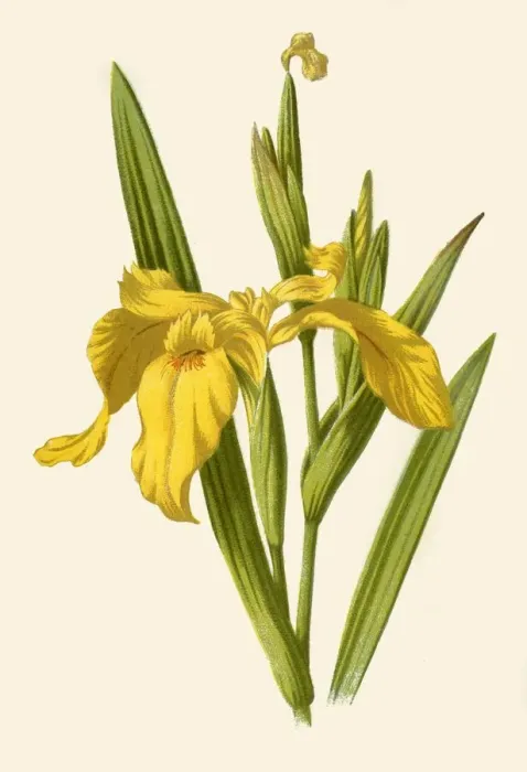 Framed Print : Yellow Iris, 1877. Creator: Frederick Edward Hulme Framed Print : Yellow Iris, 1877. Creator: Frederick Edward Hulme