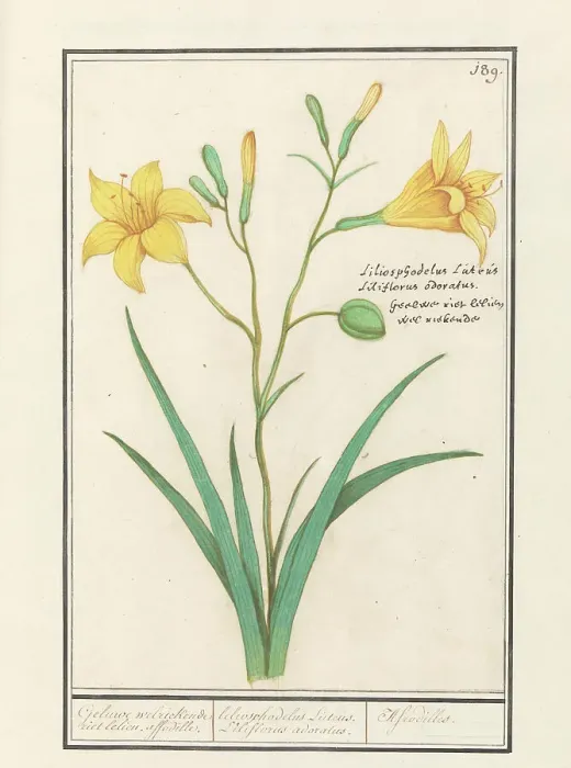 Framed Print : Yellow Lily (Lilium), 1596-1610. Creators: Anselmus de Boodt, Elias Verhulst Framed Print : Yellow Lily (Lilium), 1596-1610. Creators: Anselmus de Boodt, Elias Verhulst