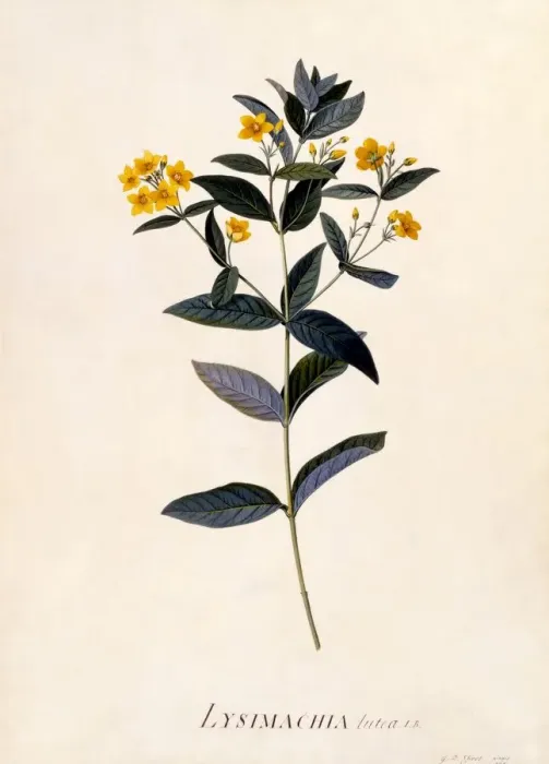 Framed Print : Yellow Loosestrife, c 1760 (hand coloured engraving) Framed Print : Yellow Loosestrife, c 1760 (hand coloured engraving)