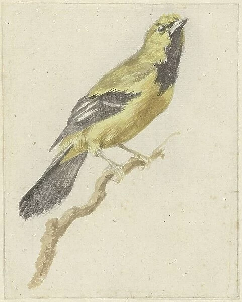 Yellow Oriole (Icterus nigrogularis), 1700-1800. Creator: Pieter Gevers