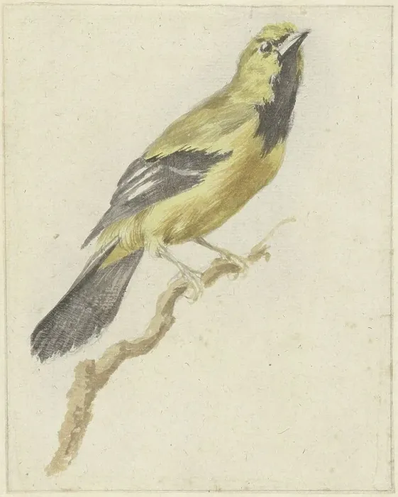 Framed Print : Yellow Oriole (Icterus nigrogularis), 1700-1800. Creator: Pieter Gevers Framed Print : Yellow Oriole (Icterus nigrogularis), 1700-1800. Creator: Pieter Gevers