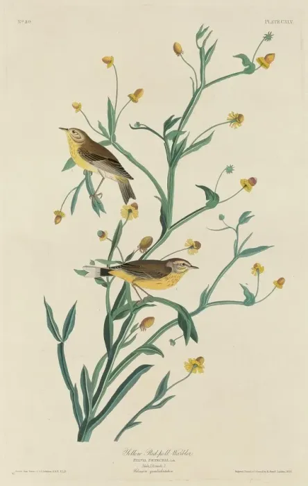 Framed Print : Yellow Red-Poll Warbler, 1832. Creator: Robert Havell Framed Print : Yellow Red-Poll Warbler, 1832. Creator: Robert Havell