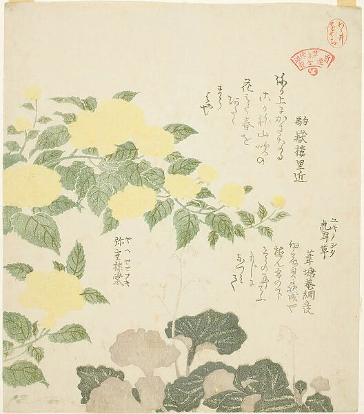 Yellow Roses (Yae yamabuki) and Creeping Saxifrages (Yukinoshita), from the series 'Colle... 1810s. Creator: Kubo Shunman