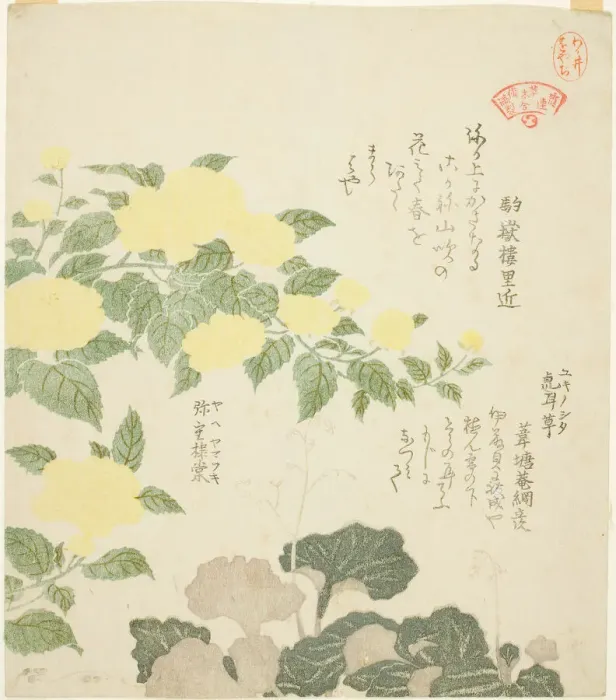 Framed Print : Yellow Roses (Yae yamabuki) and Creeping Saxifrages (Yukinoshita), from the series Colle... 1810s. Creator: Kubo Shunman Framed Print : Yellow Roses (Yae yamabuki) and Creeping Saxifrages (Yukinoshita), from the series Colle... 1810s. Creator: Kubo Shunman