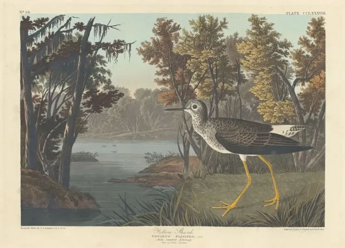 Framed Print : Yellow Shank, 1836. Creator: Robert Havell
