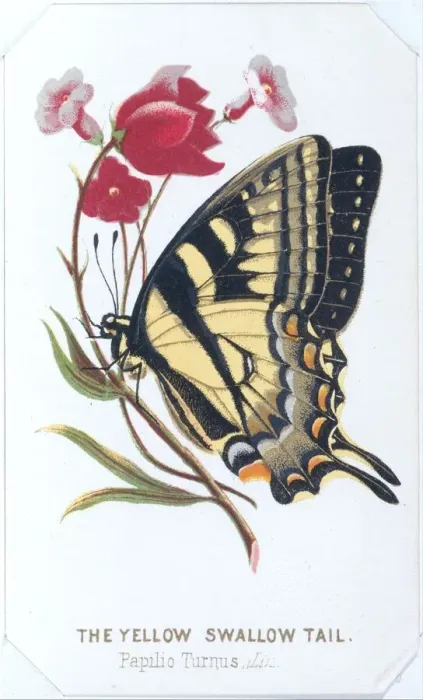 Framed Print : The Yellow Swallowtail, 1860. Creator: Louis Prang Framed Print : The Yellow Swallowtail, 1860. Creator: Louis Prang