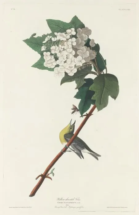 Framed Print : Yellow-throated Vireo, 1831. Creator: Robert Havell Framed Print : Yellow-throated Vireo, 1831. Creator: Robert Havell