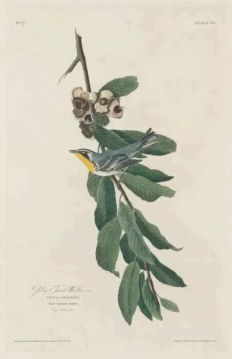 Framed Print : Yellow-throated Warbler, 1830. Creator: Robert Havell Framed Print : Yellow-throated Warbler, 1830. Creator: Robert Havell