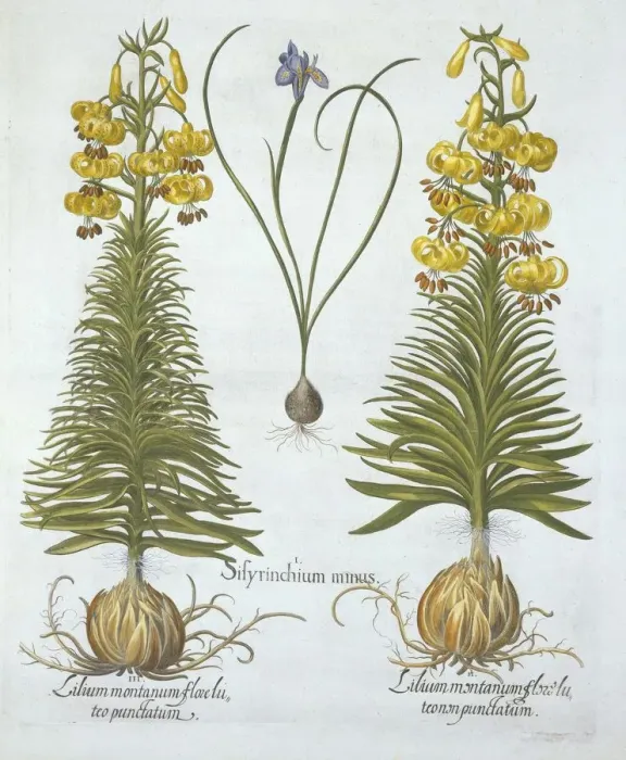 Framed Print : Yellow Turkscap Lily with bulb and Dwarf Blue-Eyed Grass, , from Hortus Eystettensis Framed Print : Yellow Turkscap Lily with bulb and Dwarf Blue-Eyed Grass, , from Hortus Eystettensis